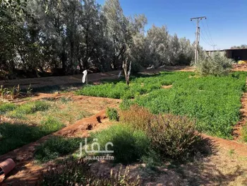 مزرعة للبيع في شارع ياسر بن مالك, حي تبراك, مدينة الجله, منطقة الرياض صورة 3