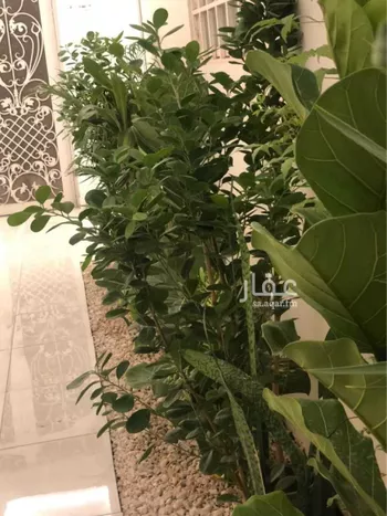 عمارة للإيجار في شارع السليمانية, حي العقيق, مدينة الرياض, منطقة الرياض صورة 4