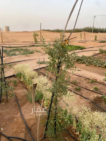أرض للإيجار في حي حلوان, مدينة حلوان, منطقة الرياض صورة 2