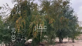 مزرعة للبيع في حي السديره, مدينة السديره, المنطقة الشرقية صورة 3