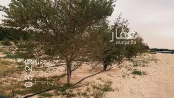 مزرعة للبيع في حي السديره, مدينة السديره, المنطقة الشرقية صورة 5