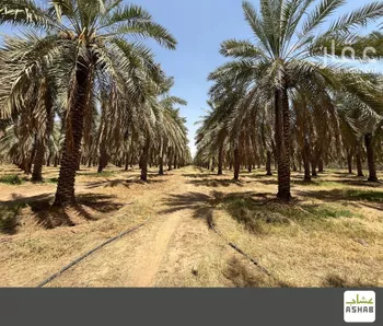 مزرعة للبيع في شارع المليداء 1002, مدينة البصر, منطقة القصيم صورة 2