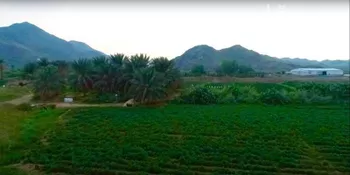 مزرعة للبيع في شارع ام هشيم, حي ام هشيم, مدينة ام هشيم, منطقة مكة المكرمة صورة 2