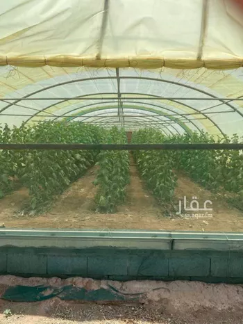 مزرعة للبيع في شارع هدى الشام, مدينة جدة, منطقة مكة المكرمة صورة 3