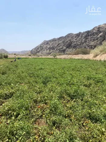 مزرعة للبيع في شارع هدى الشام, مدينة جدة, منطقة مكة المكرمة