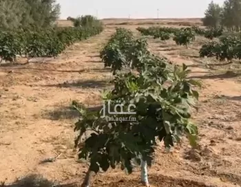 مزرعة للبيع في شارع الطريق الدولي , حي مورد بن دويهم, مدينة مورد بن دويهم, منطقة الحدود الشماليه صورة 5