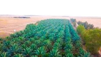 مزرعة للبيع في شارع ترابي, حي مزارع شرق البطين, مدينة مزارع شرق البطين, منطقة القصيم صورة 4