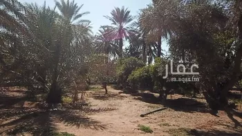 مزرعة للبيع في شارع شارع , حي فيضه بن حميد, مدينة فيضه بن حميد, منطقة القصيم صورة 4
