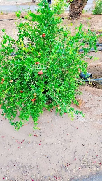 استراحة للبيع في شارع عبدالله ابن مالك العبسي, حي تبراك, مدينة الجله, منطقة الرياض صورة 3