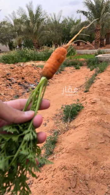مزرعة للبيع في شارع لا يوجد, حي هجره الذيبيه وخضراء, مدينة هجره الذيبيه وخضراء, منطقة الرياض صورة 5