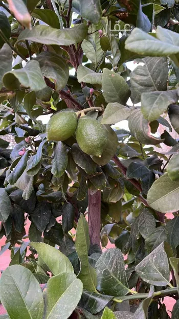 مزرعة للبيع في شارع لا يوجد, حي هجره الذيبيه وخضراء, مدينة هجره الذيبيه وخضراء, منطقة الرياض صورة 4
