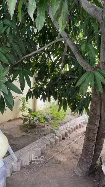 عمارة للبيع في شارع ابن محمود العماد ، حي الحلقة الغربية ، الطائف ، الطائف صورة 4