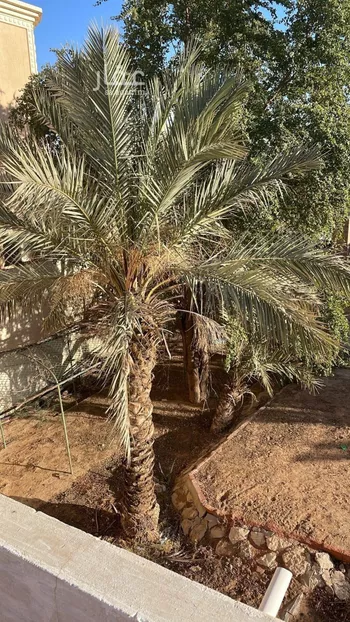 استراحة للإيجار في شارع 3174218, حي عقرباء, مدينة امارة منطقة الرياض - الجبيله, منطقة الرياض صورة 2
