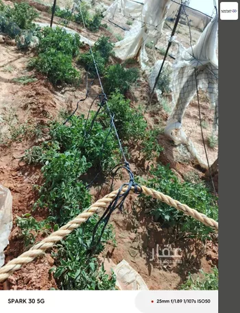 مزرعة للبيع في حي الرويضه بسدير, مدينة الرويضه بسدير, منطقة الرياض صورة 3
