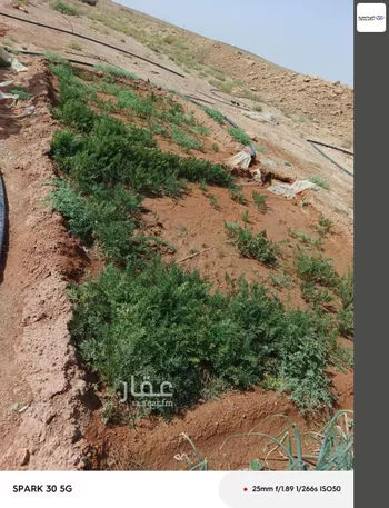 مزرعة للبيع في حي الرويضه بسدير, مدينة الرويضه بسدير, منطقة الرياض صورة 4