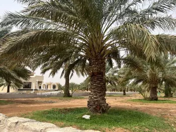 مزرعة للبيع في شارع جلاجل 21, مدينة جلاجل, منطقة الرياض صورة 5
