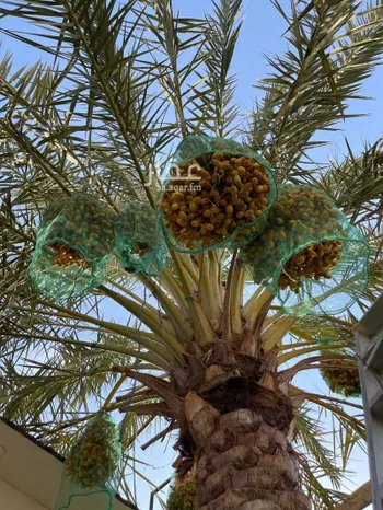 استراحة للبيع في شارع ابي بن ثابت الانصاري, مدينة الرياض, منطقة الرياض صورة 4