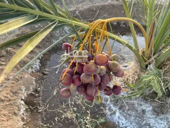مزرعة للبيع في غراب ، منطقة المدينة المنورة صورة 5