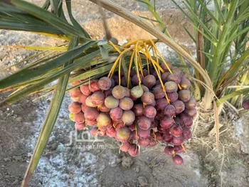 مزرعة للبيع في غراب ، منطقة المدينة المنورة