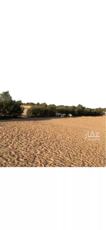 مزرعة للبيع في شارع صلاصل , حي الرافعيه, مدينة الرافعيه, المنطقة الشرقية صورة 4