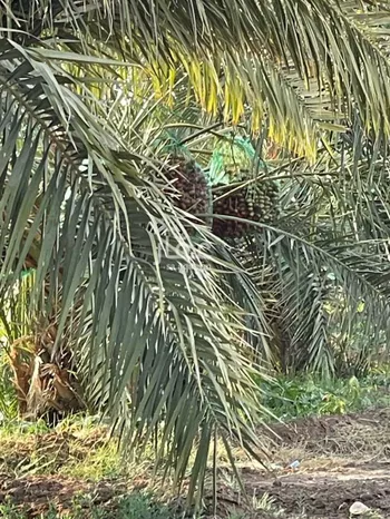 مزرعة للبيع في حي العاقول, مدينة المدينه المنوره, منطقة المدينة المنورة صورة 4