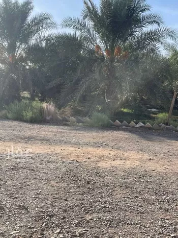 مزرعة للبيع في حي العاقول, مدينة المدينه المنوره, منطقة المدينة المنورة صورة 5