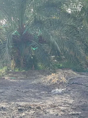 مزرعة للبيع في حي العاقول, مدينة المدينه المنوره, منطقة المدينة المنورة صورة 2