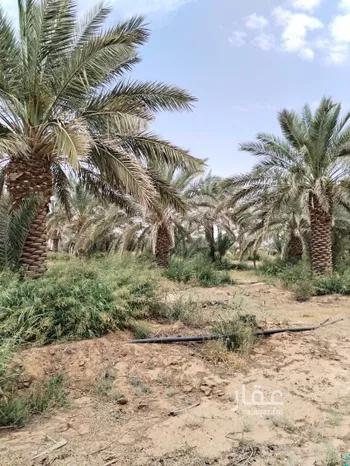 مزرعة للبيع في حي مجموعه مزارع لذه, مدينة مجموعه مزارع لذه, منطقة الرياض صورة 2