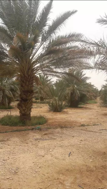 مزرعة للبيع في حي مزارع العبله, مدينة مزارع العبله, منطقة الرياض
