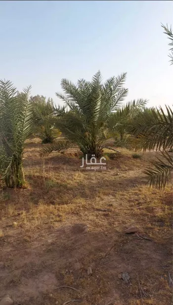 مزرعة للبيع في حي مزارع العبله, مدينة مزارع العبله, منطقة الرياض صورة 3