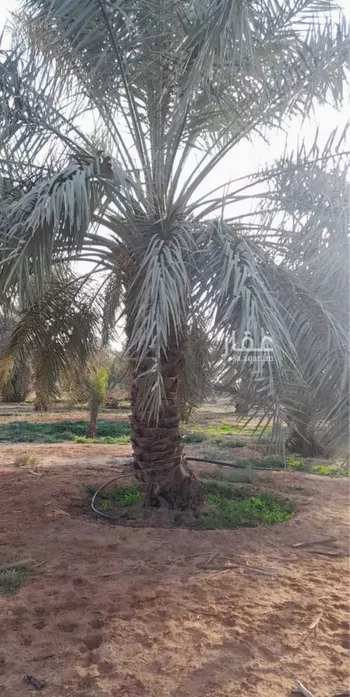 مزرعة للبيع في حي مزارع العبله, مدينة مزارع العبله, منطقة الرياض صورة 2