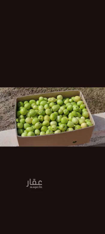 استراحة للإيجار في شارع 3049257, حي روافة, مدينة ضرما, منطقة الرياض صورة 3