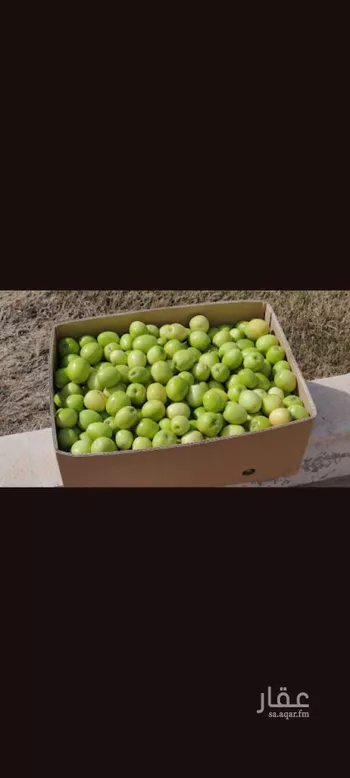 استراحة للإيجار في شارع روافة 5 ، ضرما ، ضرما صورة 3