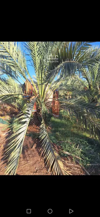 مزرعة للبيع في شارع المليلح, حي المليليح, مدينة المدينه المنوره, منطقة المدينة المنورة صورة 5