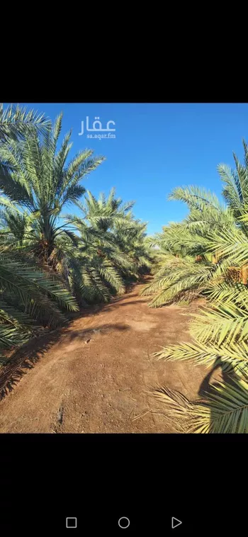 مزرعة للبيع في شارع المليلح, حي المليليح, مدينة المدينه المنوره, منطقة المدينة المنورة صورة 2