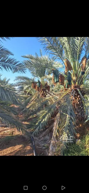 مزرعة للبيع في شارع المليلح, حي المليليح, مدينة المدينه المنوره, منطقة المدينة المنورة صورة 4