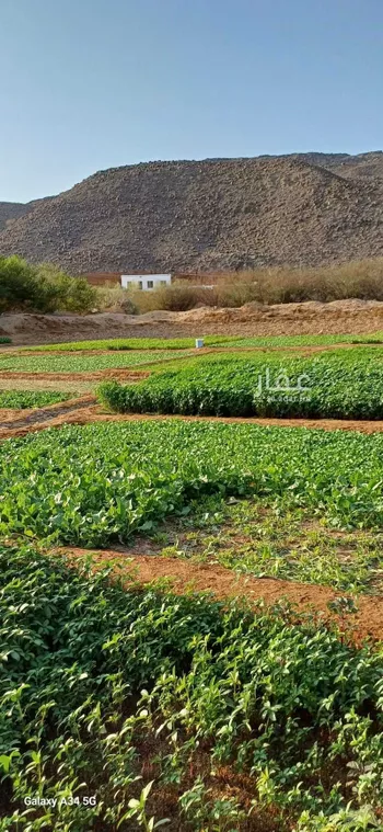 مزرعة للبيع في شارع آمنة بنت سعد بن وهب ، عسفان ، الجموم صورة 2