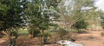مزرعة للبيع في عسفان ، الجموم صورة 3