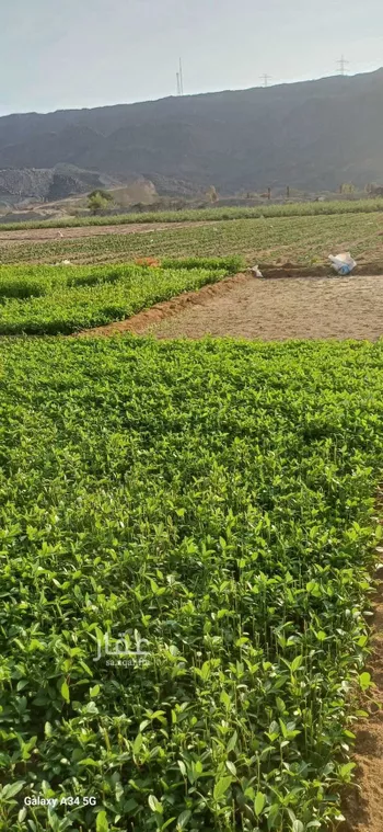 مزرعة للبيع في شارع آمنة بنت سعد بن وهب ، عسفان ، الجموم صورة 4