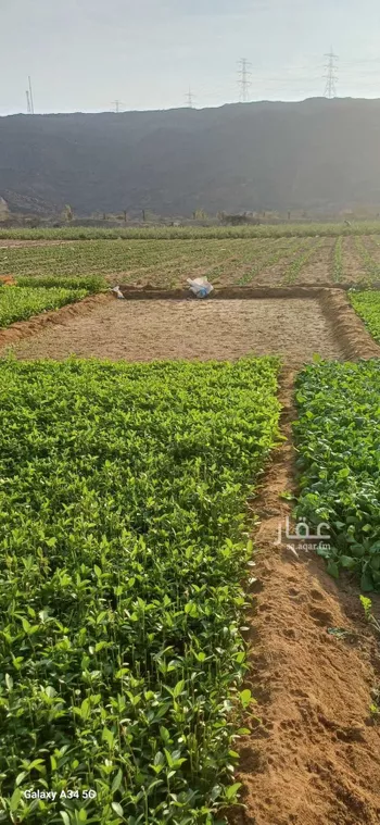 مزرعة للبيع في شارع آمنة بنت سعد بن وهب ، عسفان ، الجموم صورة 5
