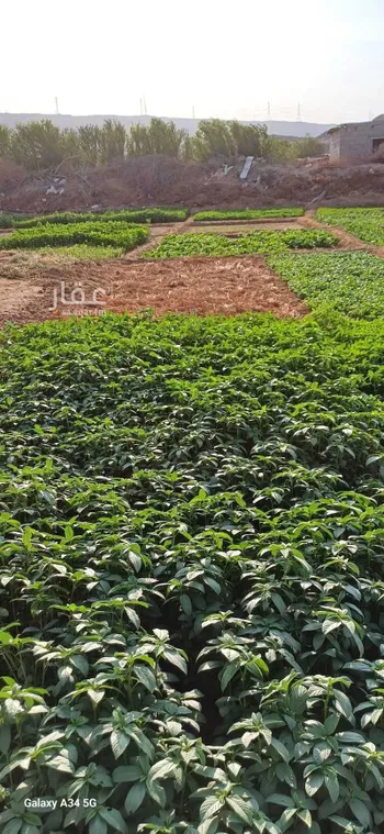 مزرعة للبيع في شارع آمنة بنت سعد بن وهب ، عسفان ، الجموم صورة 3