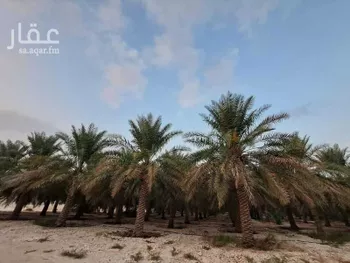 مزرعة للبيع في مدينة الاحساء, المنطقة الشرقية صورة 3