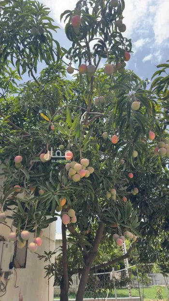 فيلا للبيع في شارع زينب بنت جحش, حي المثناه, مدينة امارة منطقة مكة المكرمة - الطائف, منطقة مكة المكرمة صورة 5