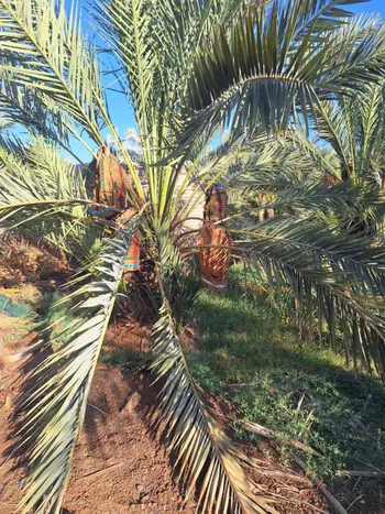 مزرعة للبيع في حي المليليح, مدينة المدينه المنوره, منطقة المدينة المنورة صورة 4