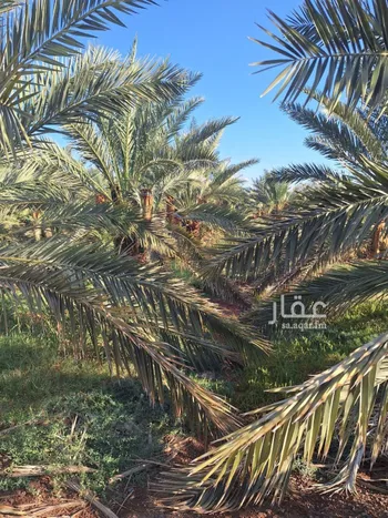 مزرعة للبيع في حي المليليح, مدينة المدينه المنوره, منطقة المدينة المنورة صورة 3