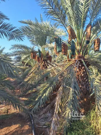 مزرعة للبيع في حي المليليح, مدينة المدينه المنوره, منطقة المدينة المنورة صورة 5