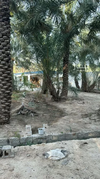 مزرعة للبيع في شارع بدون, مدينة الاحساء, المنطقة الشرقية صورة 3