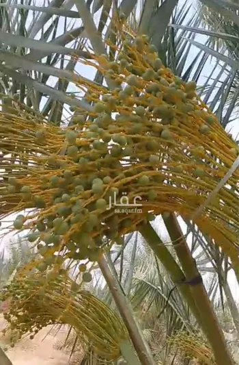 مزرعة للبيع في حي مزارع حمادة مليح الشماليه, مدينة مزارع حمادة مليح الشماليه, منطقة الرياض صورة 5