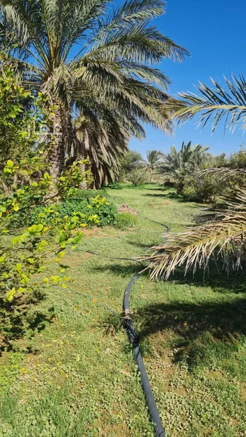 مزرعة للبيع في طريق الملك عبدالعزيز ، الدوادمي ، الدوادمي صورة 4