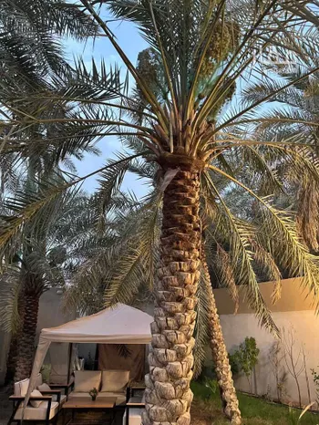 شاليه واستراحة للحجز في طريق مكه المكرمه ، حي الشراع الجنوبي ، المبرز ، الاحساء صورة 2
